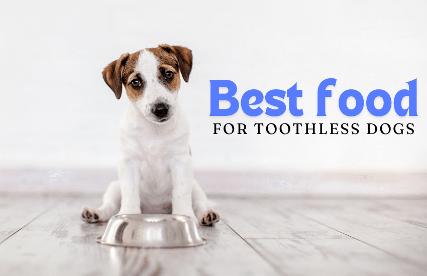 homemade food for toothless dogs