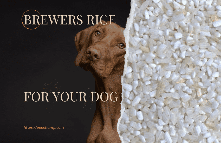 can dog eat brewers rice