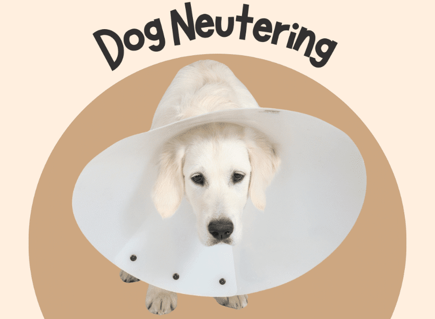 dog neutering and spaying