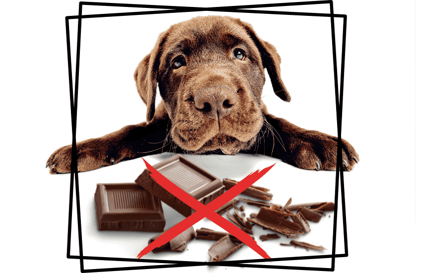why chocolate is bad for dogs
