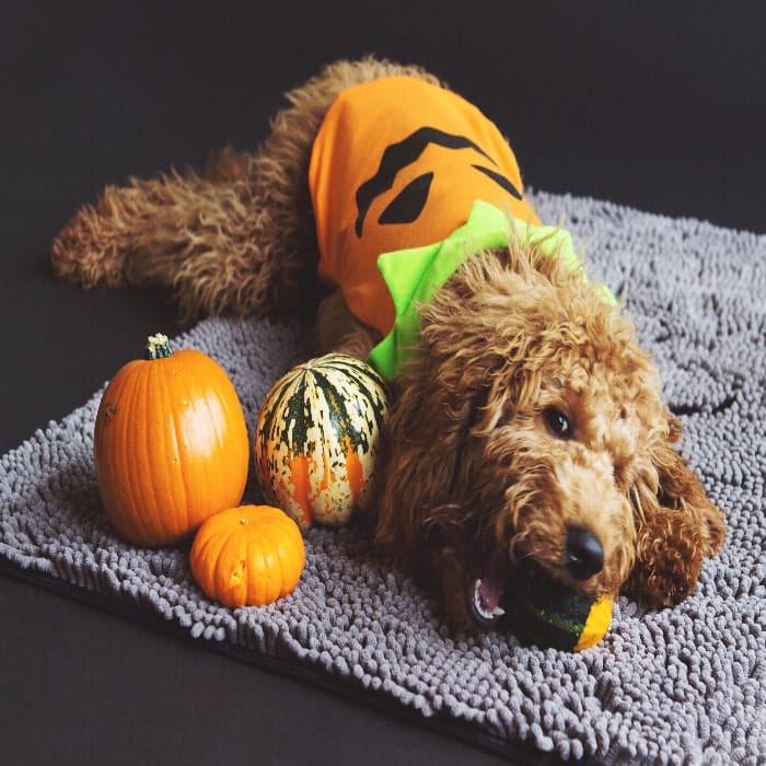 how much pumpkin should you give your dog?