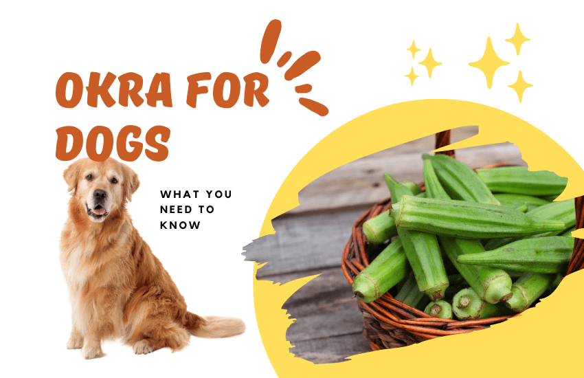 can dogs have Okra