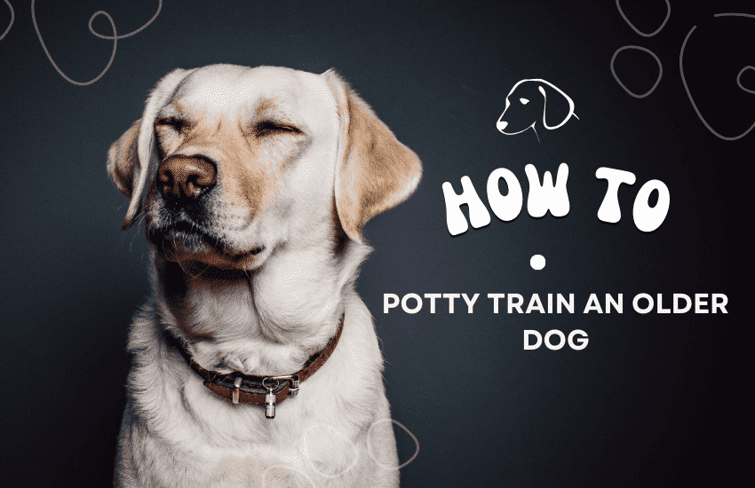 how to train your old dog