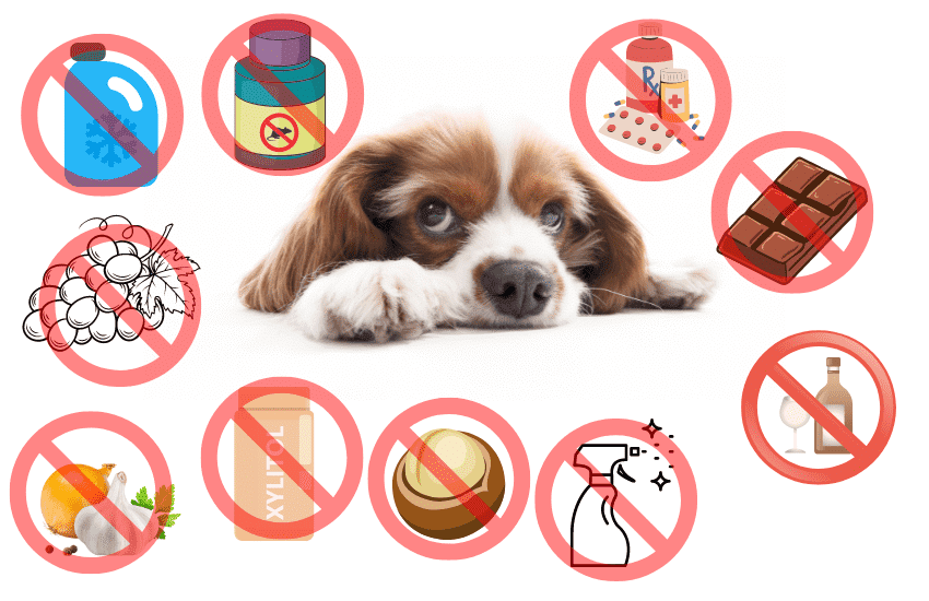 top 10 toxins for dogs