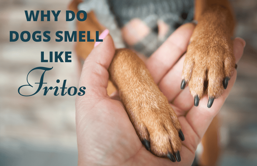 why do dogs smell like fritos