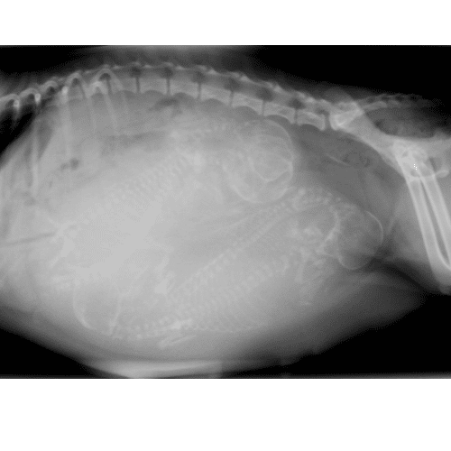 how to know if your dog is pregnant with x-ray