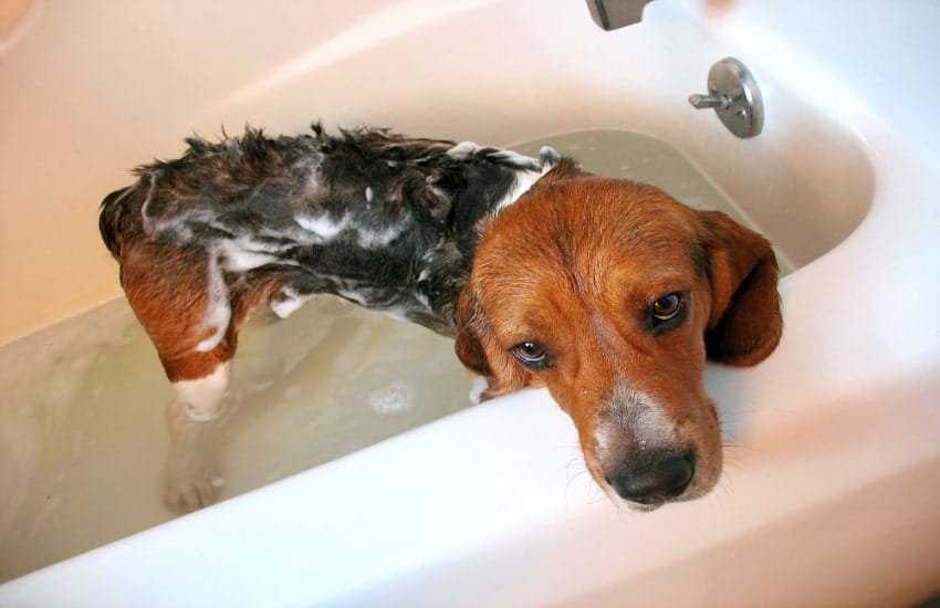 A dog having bathe