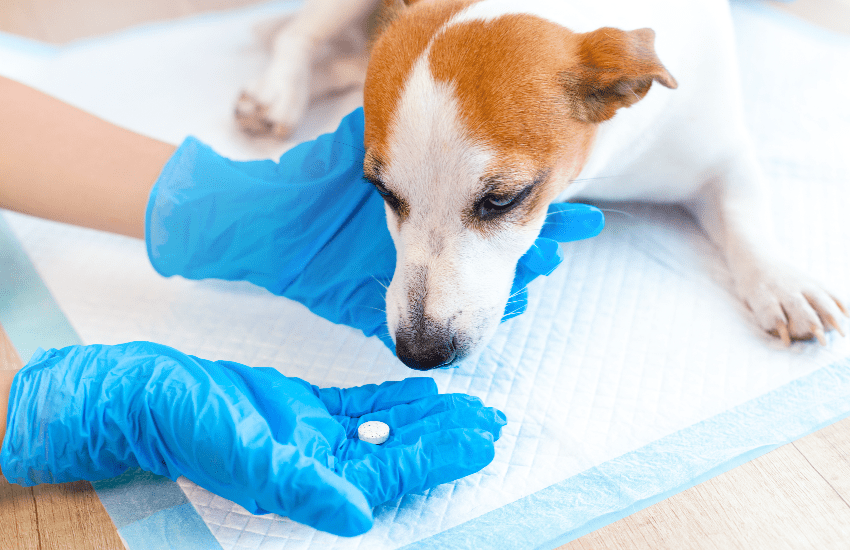 a doctor gives medication to a dog