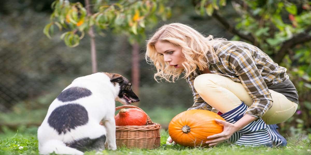 young woman give here dog pumpkin