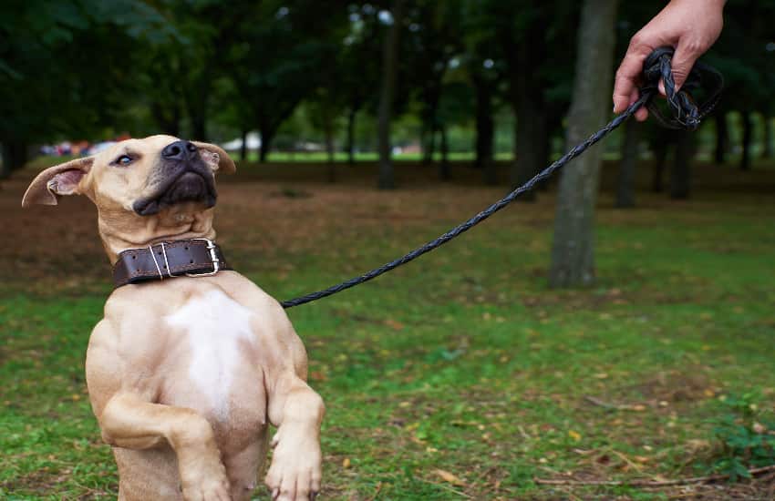 training a dog for a leash