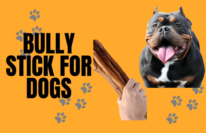 everything about bully sticks