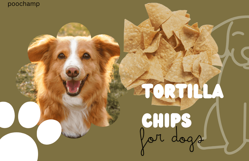 tortilla chips for dogs