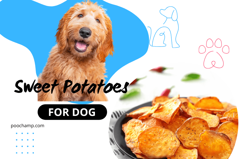 dried sweet potato for dogs