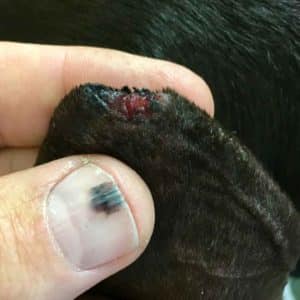 why is my dog ear bleeding