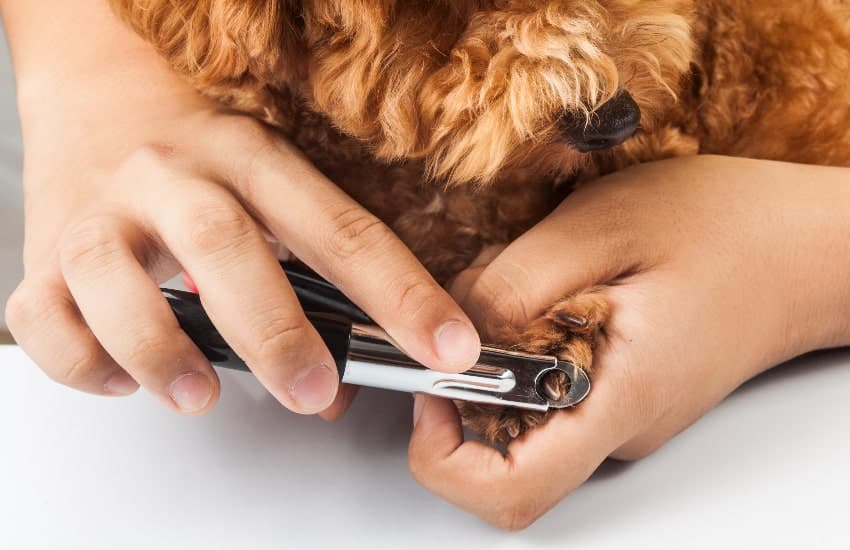 cutting dog's nails