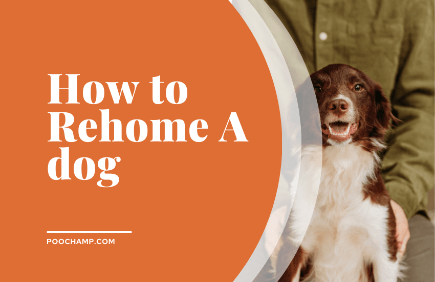 a Guide to rehome a dog