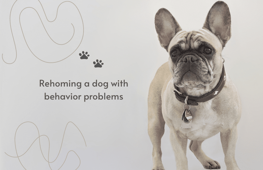 rehoming a dog with behavior issues