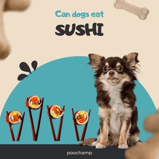 Is sushi bad for dogs