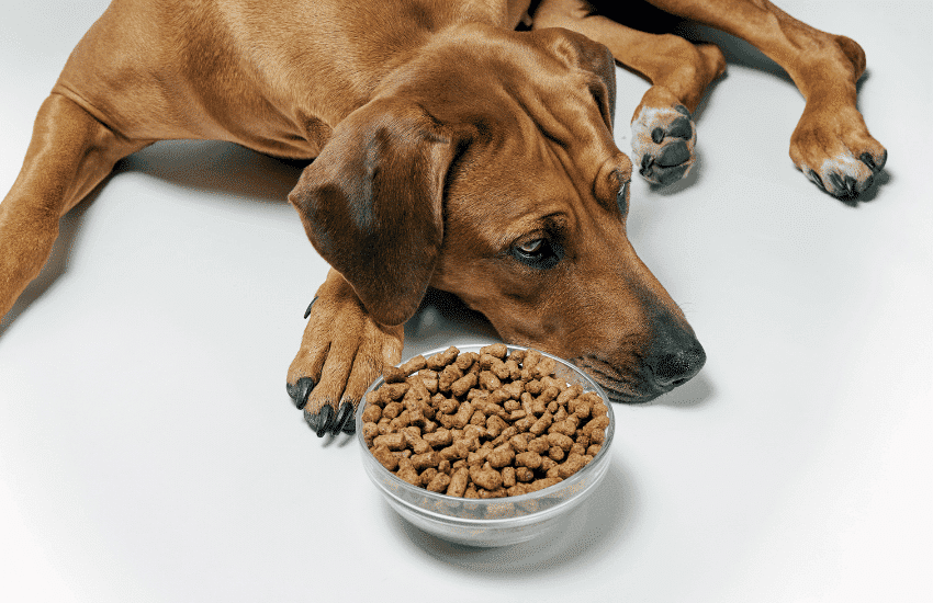 sick dog laying beside his food bowl