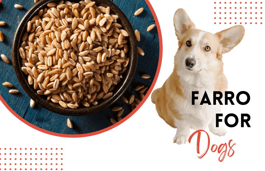 can dogs have farro