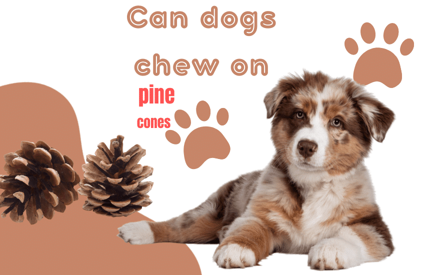 can dogs chew on pine