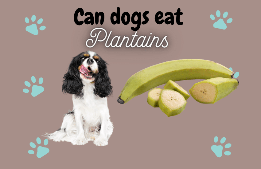 can dogs have plantains