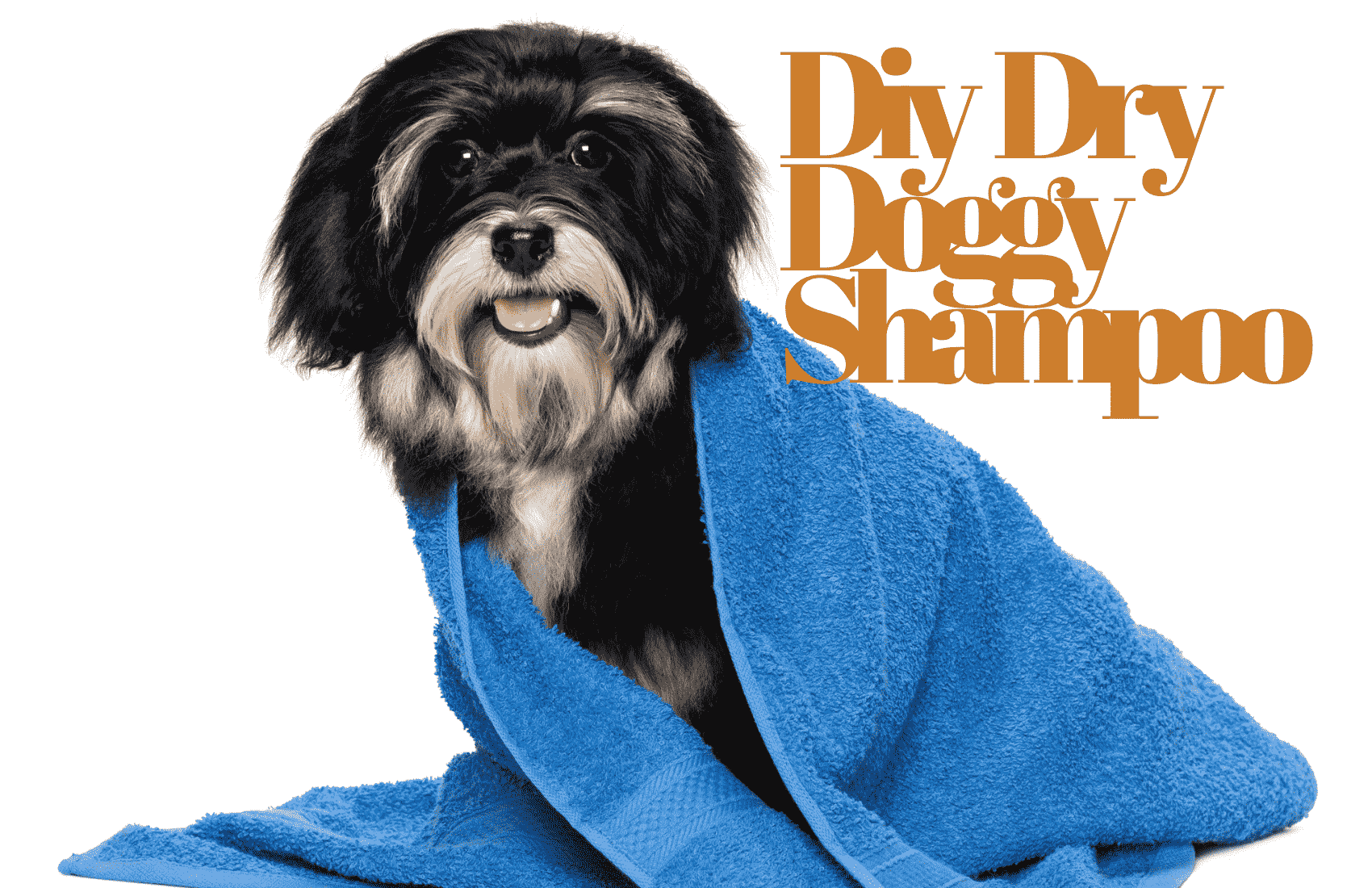 diy doggy dry shampoo