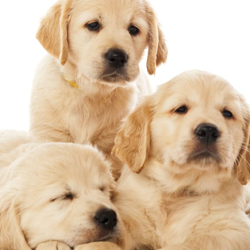 golden retrievers dying younger