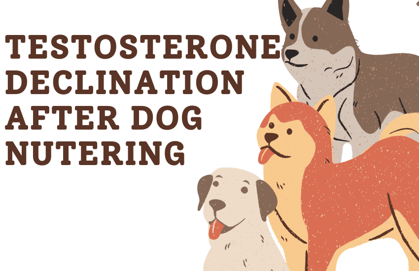 testosterone levels after neutering