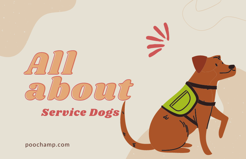 All about service dogs
