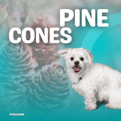 can dogs chew on pine cones