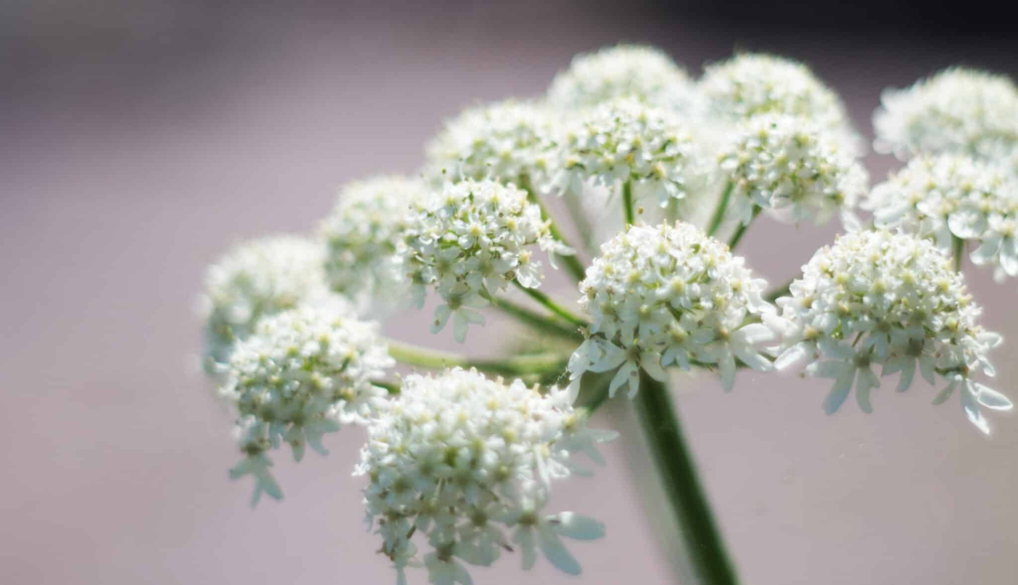 poisonous plants for dogs-water hemlock