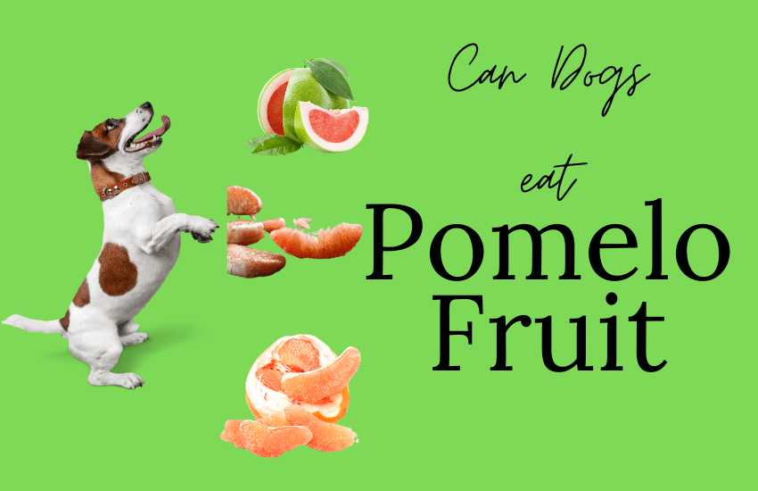 can dogs have pomelo