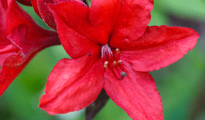 poisonous plants for dogs-Azaleas