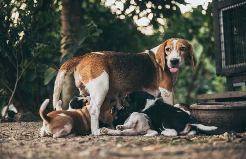 a dog with her puppies