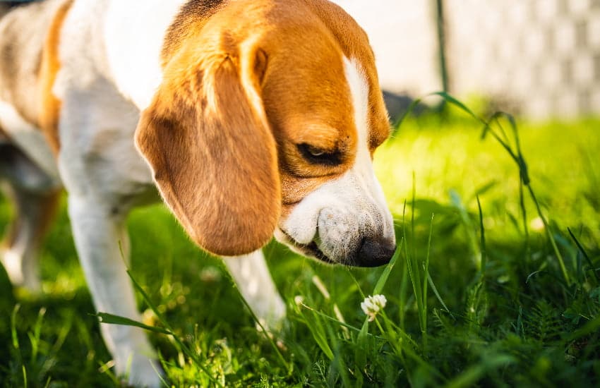 beagle dog eats grass